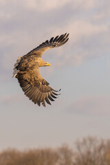 White tailed eagle flying in the air