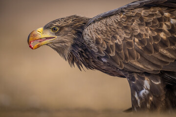 White tailed eagle close-up portrait