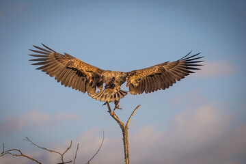 Naklejka premium White tailed eagle flying in the air
