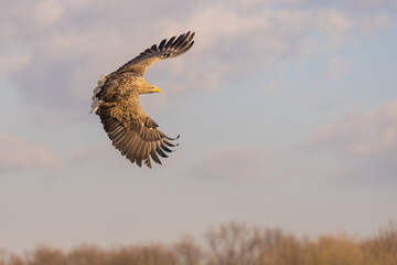 White tailed eagle flying in the air