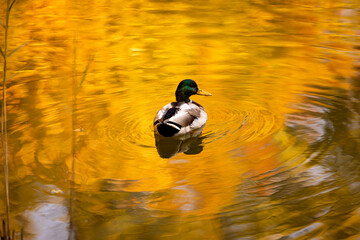 Ente im golden reflektierenden Wasser eines Weihers, Herbst, Melancholie