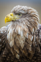 White tailed eagle close-up portrait