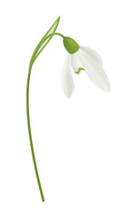 Realistic Snowdrop Illustration