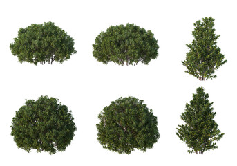 Shrubs and tree on a transparent background
