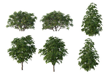 Shrubs and tree on a transparent background
