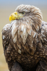 White tailed eagle close-up portrait