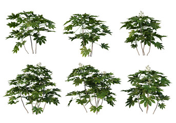 Shrubs and grass on a transparent background
