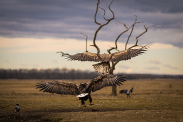 Fototapeta na wymiar White tailed eagle flying in the air