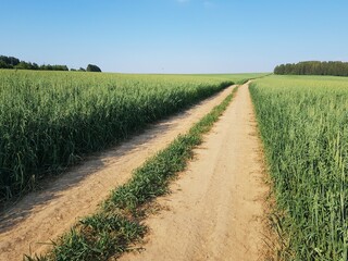 Country dirt road in the green field