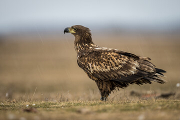 White tailed eagle on the ground