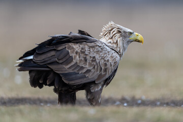 Fototapeta premium White tailed eagle on the ground