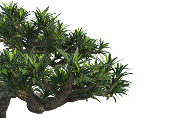 Bonsai on transparent background
