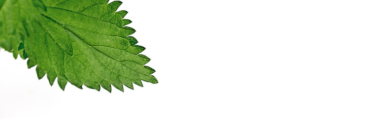 Banner made from Close up of nettle leaves on white background. Fresh young shoots. Medicinal...