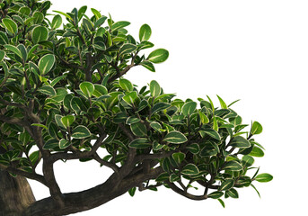 Bonsai on transparent background
