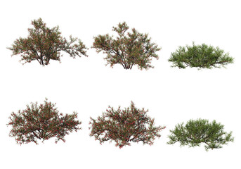 Shrubs and grass on a transparent background
