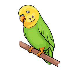 Cute cartoon budgie isolated on white background. Vector illustration of small green parrot.  - obrazy, fototapety, plakaty