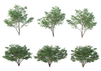 Tree on a transparent background
