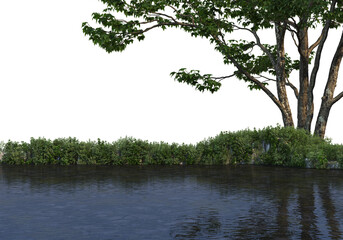 Forest  on a transparent background
