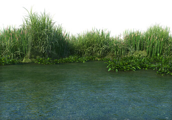 Waterfront plants on a transparent background