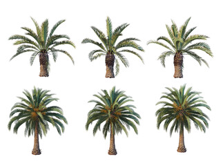 Palm trees on a transparent background
