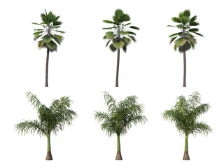 Palm trees on a transparent background
