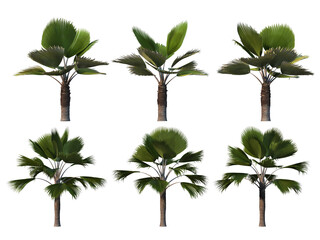 Obraz premium Palm trees on a transparent background 