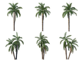 Fototapeta na wymiar Palm trees on a transparent background 