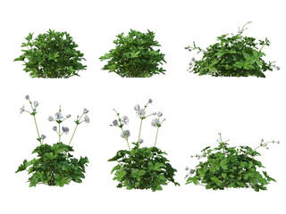 Obraz premium grass and flower on a transparent background 