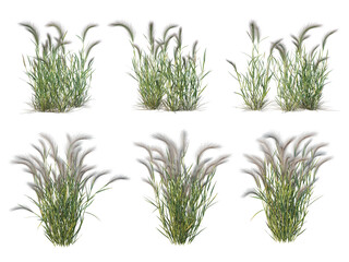 Grass on a transparent background
