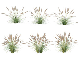 Grass on a transparent background
