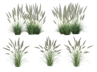 Grass on a transparent background
