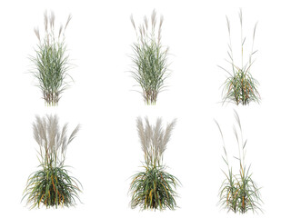 Grass on a transparent background
