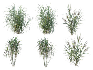 Grass on a transparent background
