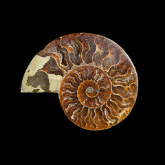 Ammonite fossil shell