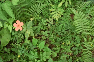 たじま高原植物園、兵庫県、兵庫県観光百選、国定公園、草花、湿地
