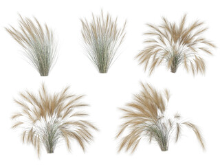 Grass on a transparent background
