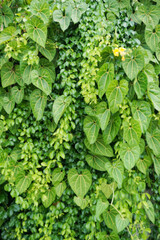 Vertical garden background, Nice leaf and plant texture