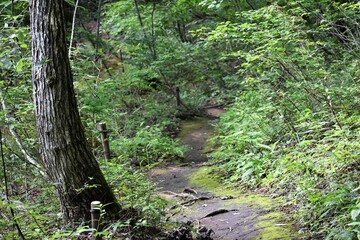 Fototapeta premium たじま高原植物園、兵庫県、兵庫県観光百選、国定公園、草花、湿地