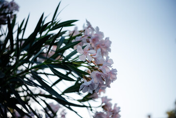 White and pink oleander flowers against blue sky