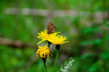 Butterfly sat on a dandelion