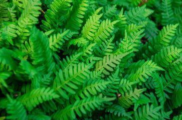 Fototapeta na wymiar green and young fern close-up