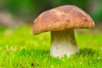 Beautiful boletus edulis mushroom in amazing green moss. Background of old magic forest mushrooms. White mushroom on a sunny day