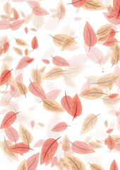 Tło jesienne liście na białym tle © Monika Janiak-Klicha