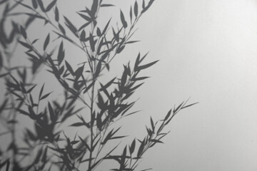 Bamboo silhouette behind white transparent paper, shadows from plants. Beautiful art background of plant leaves.