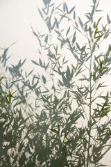 Bamboo silhouette behind white transparent paper, shadows from plants. Beautiful art background of plant leaves.