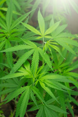 Naklejka na ściany i meble Marijuana leaves plants in nature background. 