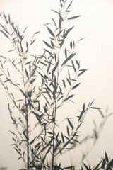Bamboo silhouette behind white transparent paper, shadows from plants. Beautiful art background of plant leaves.