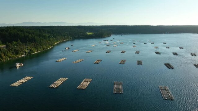 Ultra wide drone shot of Mussel Farm docks in Penn Cove, Washington.