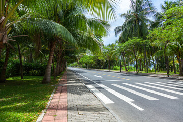 Fototapeta premium A magnificent road with a pedestrian crossing among luxurious palm trees