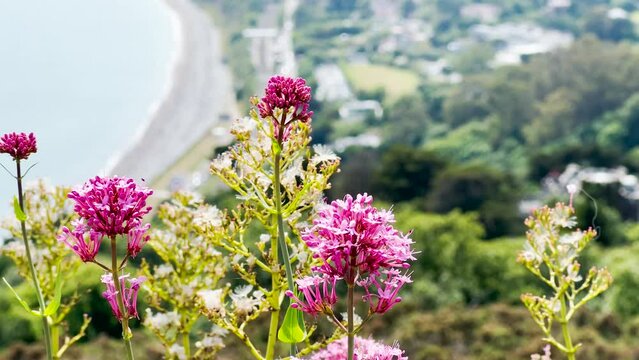 Close-up of a lovely pink flower with Killiney Beach in the background during the summer, Ireland